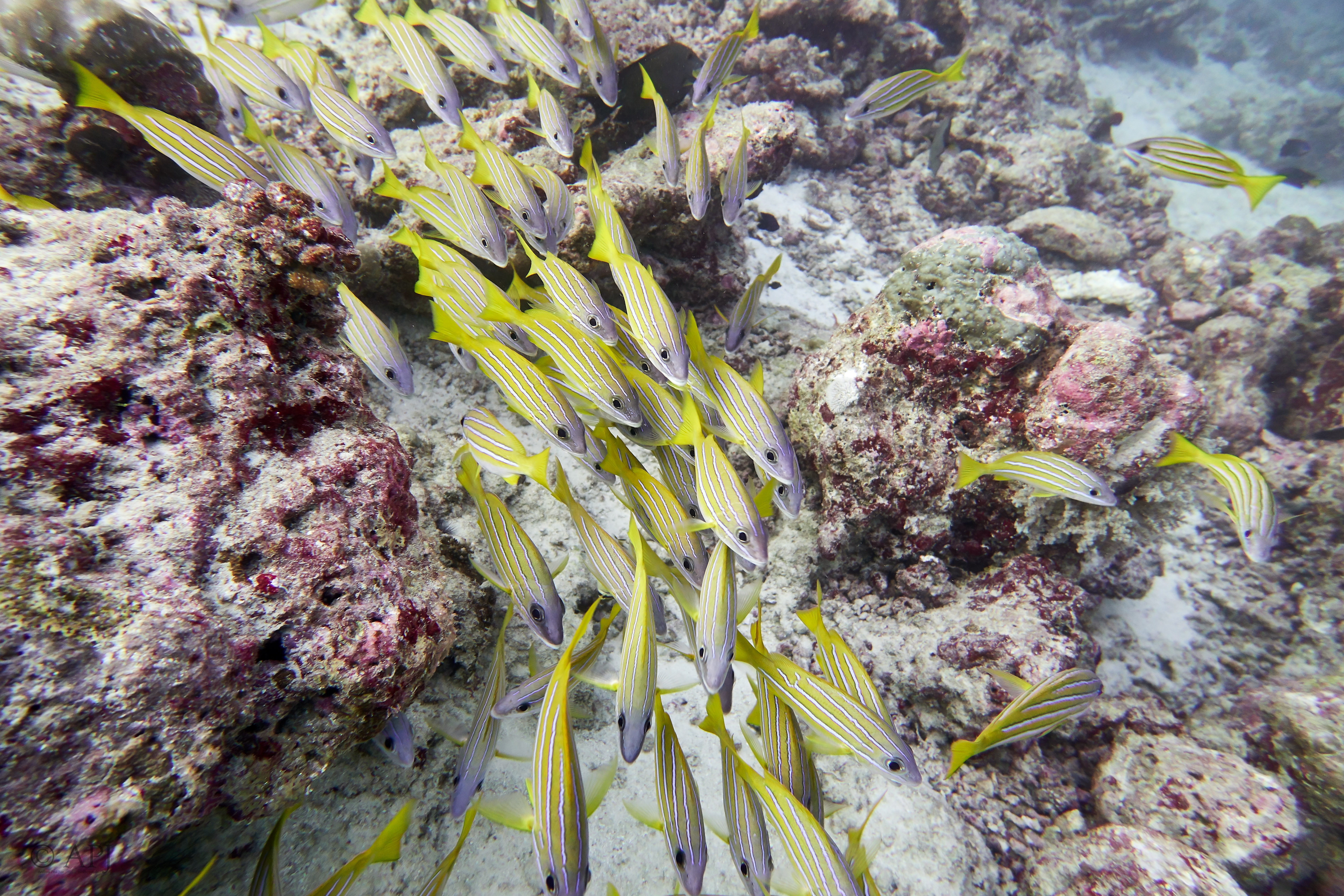 002019 16 08 17  Canon PowerShot G7 X Mark II   Malediven2017